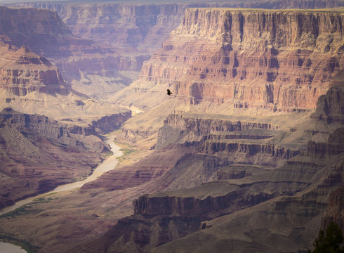 A bird of prey is climbing up into the sky above the Grand Canyon National Park's South Rim.