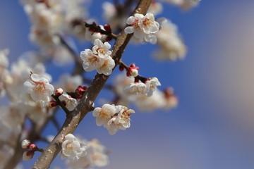 梅の花