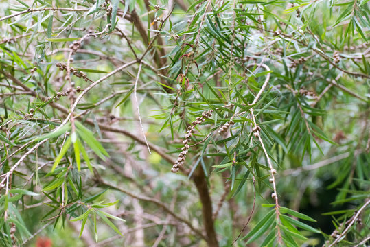Seeds of the creek or weeping bottlebrush