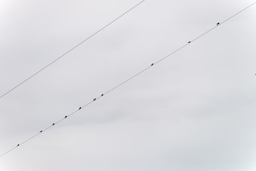 Silhouette of swallows perched on power line