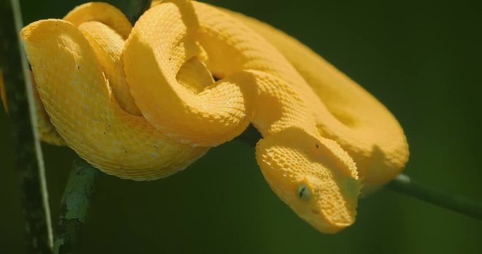Yellow Eyelash Viper, Costa Rica