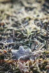 Frozen leaf on the forest ground with frozen icy grass on a winter close up landscape