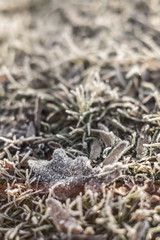 Frozen leaf on the forest ground with frozen icy grass on a winter close up landscape