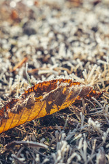 Yellow dead winter leaf on a frozen grass field