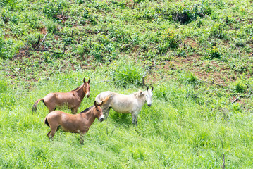 Group of mules grazing on the mountain