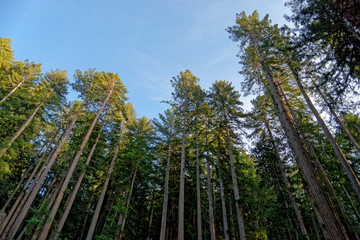 forest at big basin redwoods state park