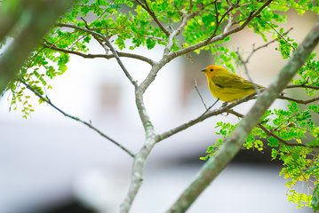 Close up of wild canary passerine bird perched