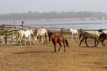 Fototapeta na wymiar chevaux