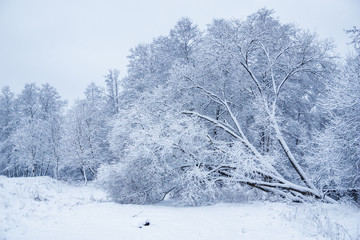 Winter landscape. Snow-covered trees with frost. Winter fairy tale
