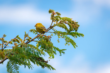 Close up of wild canary passerine bird perched