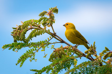 Close up of wild canary passerine bird perched