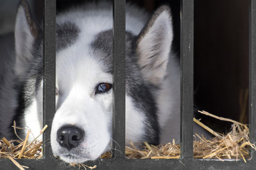 Tired husky in its cage after the race © phokrates