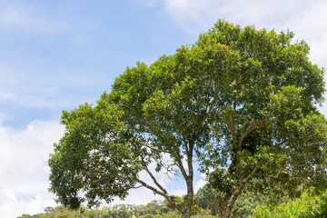 Fototapeta premium Green vegetation in nature with trees and leaves