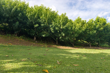 Many nectarine fruit trees growing by the hill