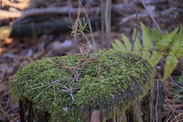 саженец сосны растущий на трухлявом пне сосны   © sashasandro