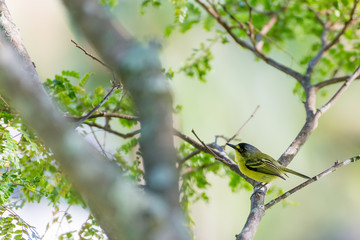 Close up of yellow-lored tody-flycatcher passerine bird