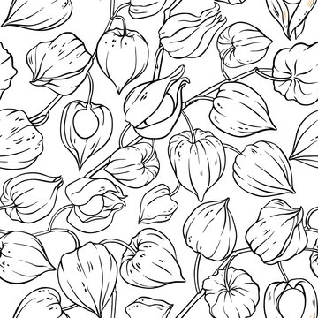 phisalis seamless pattern