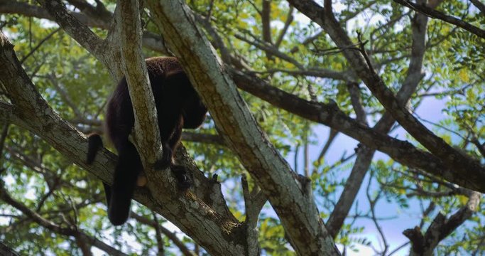 Howler Monkey Sitting On A Tree, Howling, Costa Rica