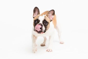 portrait of a French bulldog on a white background. cheerful little dog with a funny face