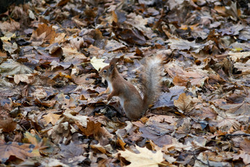 Squirrel in the autumn park on the fallen leaves