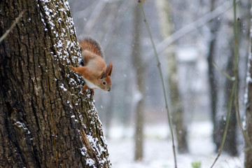 Snow squirrel in the park