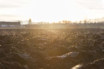 agriculture arable land field with sunset light