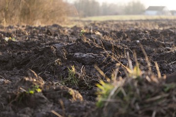 agriculture arable land field with sunset light