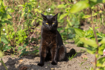 Naklejka na ściany i meble Funny black cat sitting on the ground in sunny summer day in garden