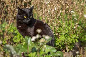 Black cat with yellow eyes sits in nature in summer day