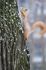 A squirrel in a park climbs a tree