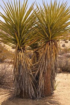 Mojave yucca plant in Joshua Tree National Park in California in the USA
