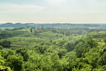 Sunset in the vineyards of Rosazzo