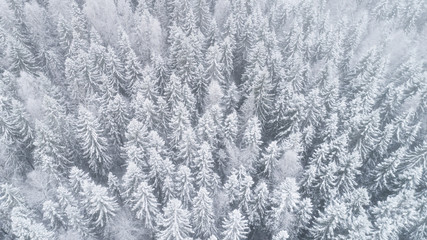Aerial view of Frozen Pine Forest. Beautiful winter trees