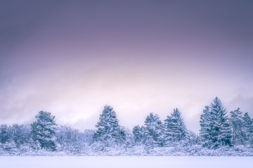 Snowy winter landscape at early morning with pine trees, clear purple sky and lots of copy space