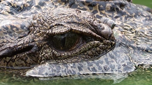 Crocodile eye looks at the camera. Detail of the head of a crocodile floating.