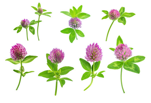 nice and fresh summer flowers red wild field or forest clover ready for pattern on wallpaper or packages isolated on white background