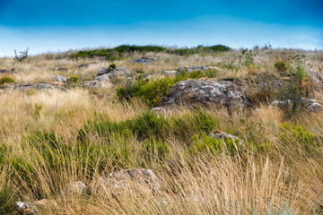stony steppe landscape with yellow grass and low green bushes