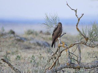 Black kite (Milvus migrans)