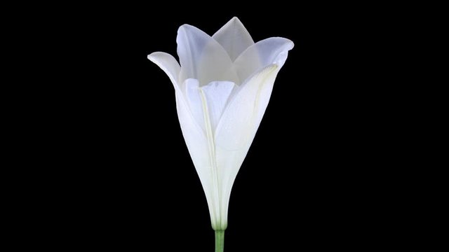Time-lapse of opening white lily 23a1 in PNG+ format with ALPHA transparency channel isolated on black background.
