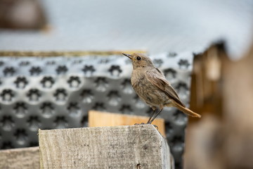 Phoenicurus ochruros. Little bird. Expanded throughout Europe and Asia. Free nature. Spring nature. From bird life. Photographed in the Czech Republic. Beautiful picture. Spring. Czech Republic. Europ