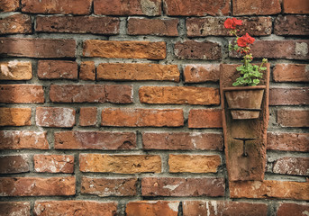 FLOWERS IN THE WALL - Red flowers and brick wall