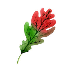 Autumn leaf of oak  in a hand drawn watercolor style isolated. Aquarelle leaf of oak for background, texture, wrapper pattern, frame or border.