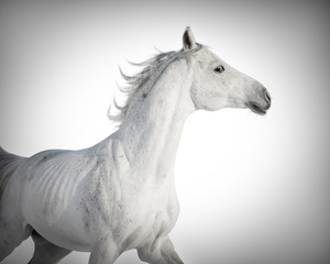 Naklejka na ściany i meble Gray galloping horse on white background isolated