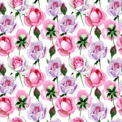 Wildflower tender pink rose flower pattern in a watercolor style. Full name of the plant: tender pink rose, hulthemia. Aquarelle wild flower for background, texture, wrapper pattern, frame or border.