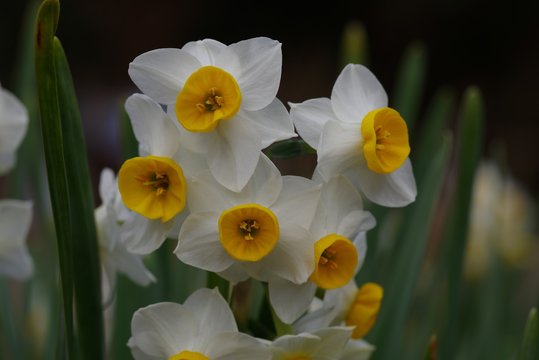 Narcissus tazetta (Narcissus tazetta var. chinensis)

