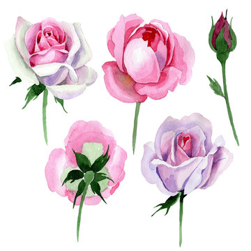 Wildflower tender pink rose flower in a watercolor style isolated. Full name of the plant: tender pink rose, hulthemia. Aquarelle wild flower for background, texture, wrapper pattern, frame or border.