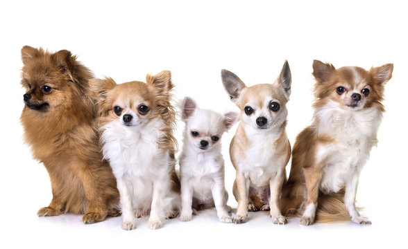 group of chihuahua and spitz