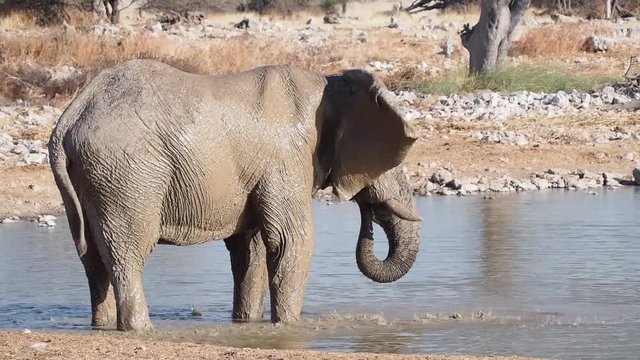 Namibia - Etoscha Nationalpark - Afrikanischer Elefant