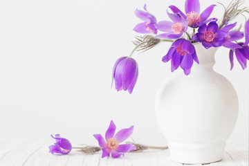pasque-flower in vase on white background