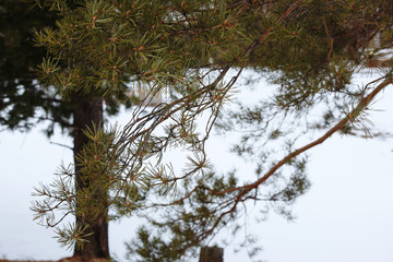 Pine branch with needles